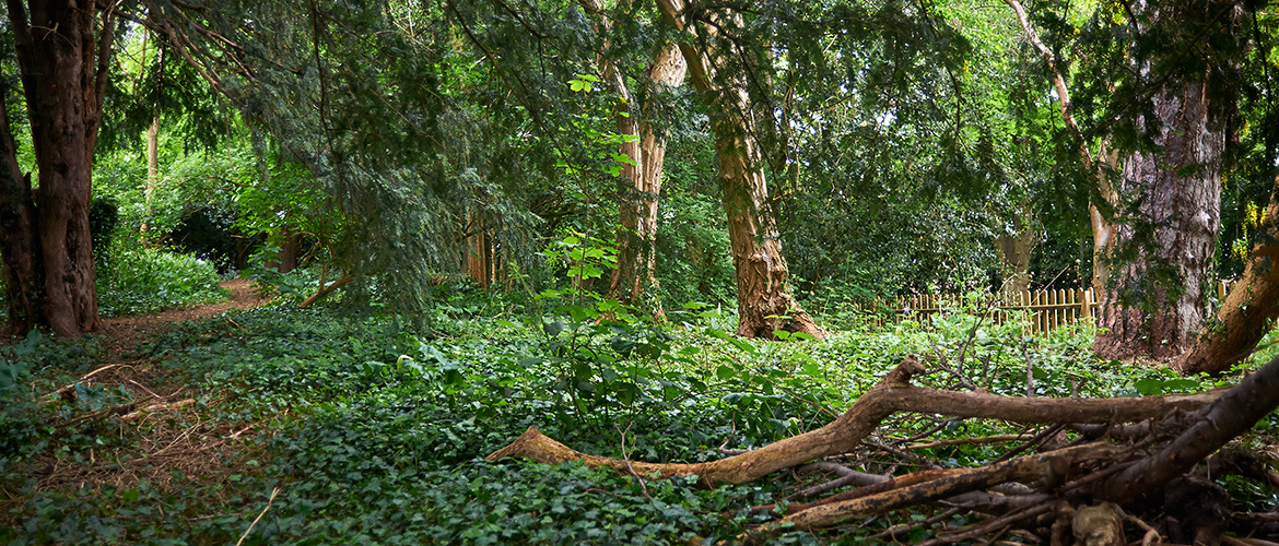  Forest School spinney